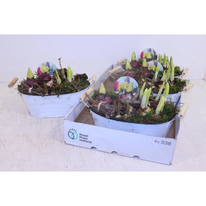 <h4>ARR BOL KNOLGEWAS</h4>