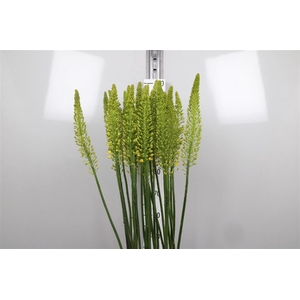 Eremurus Stenophyllu