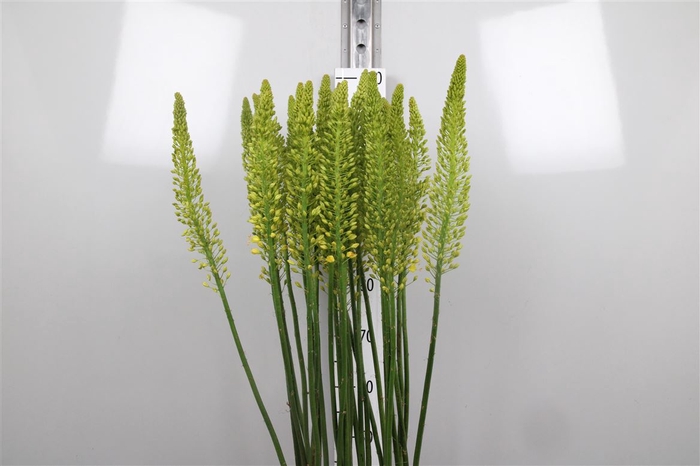 <h4>Eremurus Stenophyllu</h4>