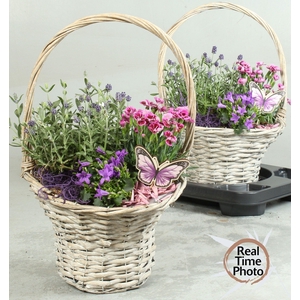 ARR TUINPLANTEN