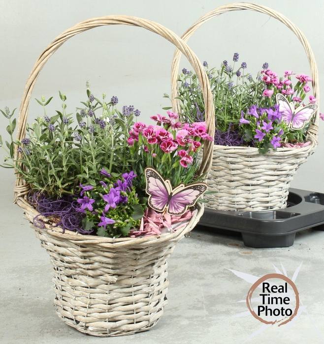 <h4>ARR TUINPLANTEN</h4>