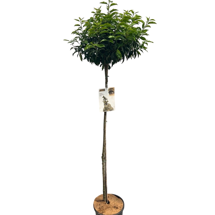 <h4>Prunus lusitanica 'Angustifolia' Stam 120 cm</h4>