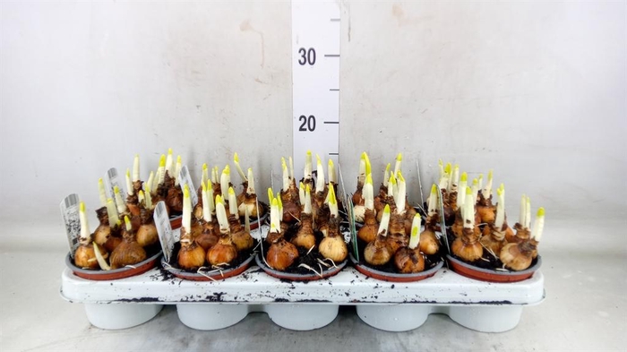 <h4>Narcissus DU 'Abba'</h4>