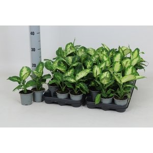 Dieffenbachia mixed 8,5Ø 20cm