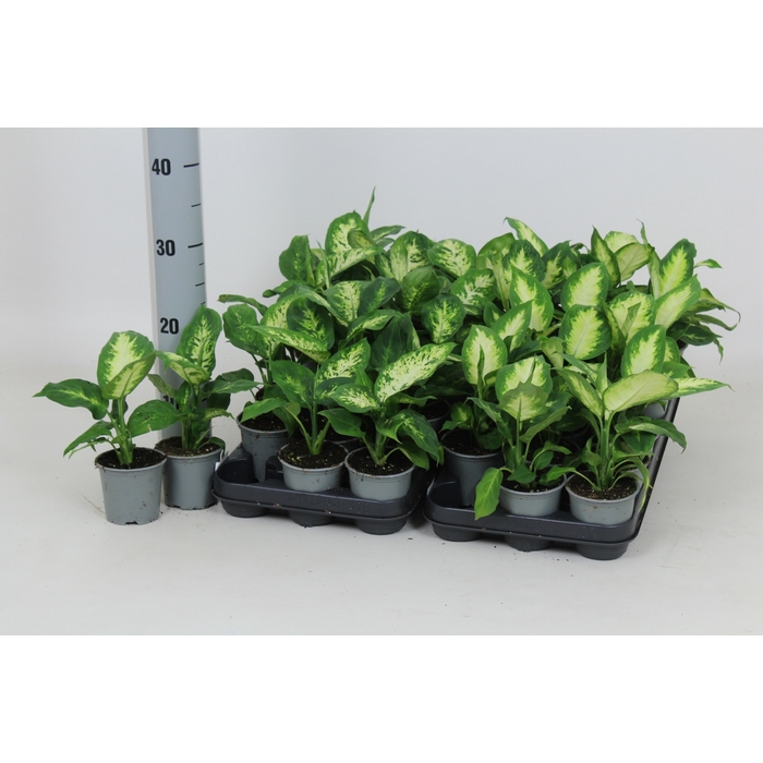 <h4>Dieffenbachia mixed 8,5Ø 20cm</h4>