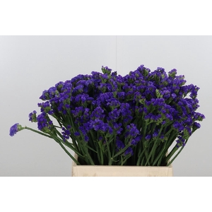 Statice Crystal Dark Blue