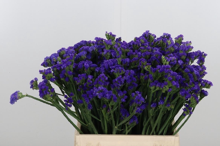 <h4>Statice Crystal Dark Blue</h4>