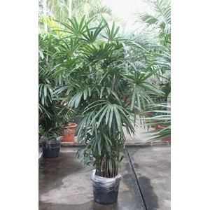 Rhapis excelsa