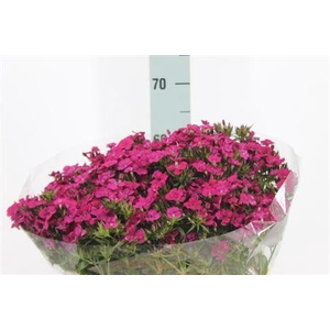 Di Barb Neon Cherry X50