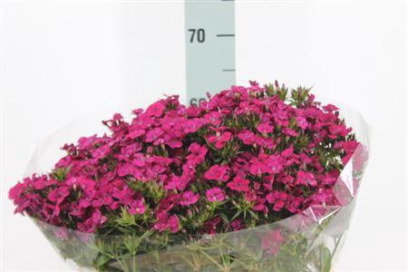 Di Barb Neon Cherise Ex