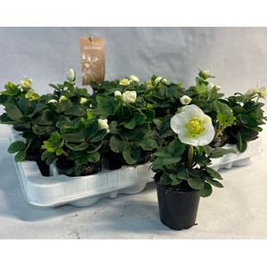 HELLEBORUS NIGER P7