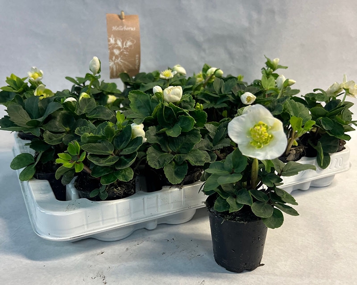 HELLEBORUS NIGER p7