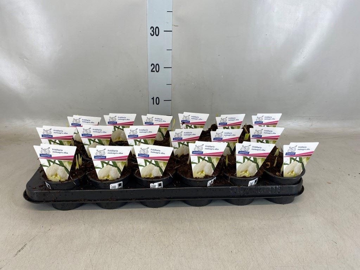 <h4>Fritillaria meleagris</h4>