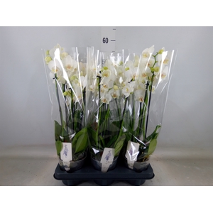 Phalaenopsis   ...white