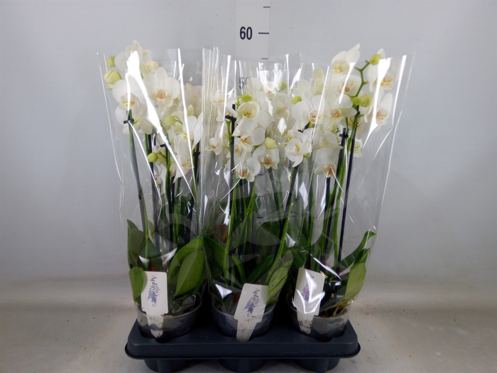 <h4>Phalaenopsis   ...white</h4>