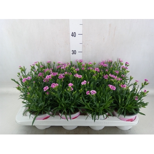 Dianthus  'Pink Kisses'