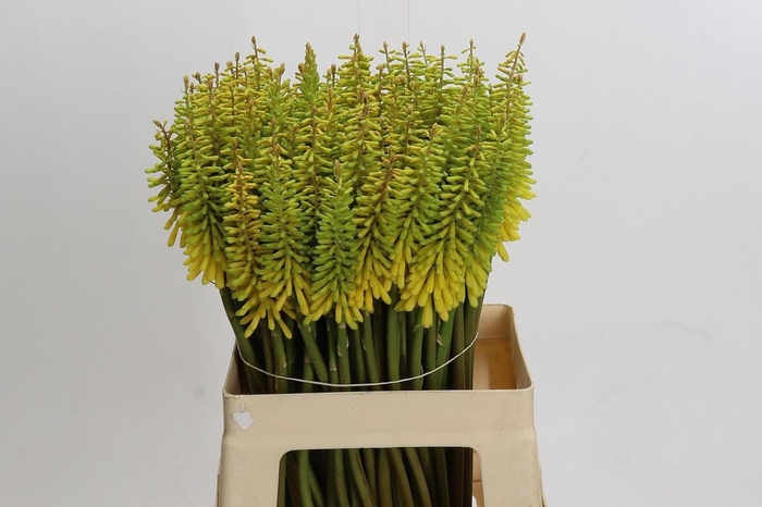 <h4>KNIP SUN YELLOW</h4>