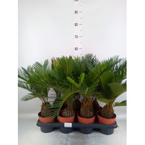 Cycas revoluta