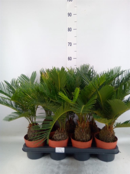 <h4>Cycas revoluta</h4>