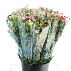 Di Tr Gem In De Bos Extra