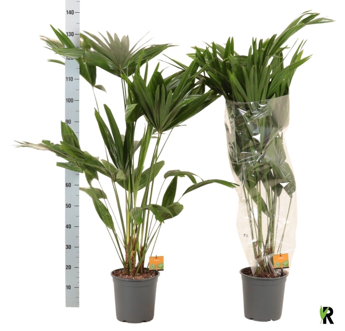 <h4>Palmen overig</h4>