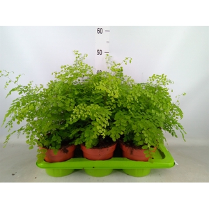 Adiantum raddi. 'Fragrans'