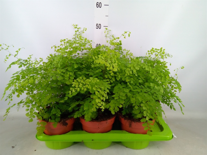 <h4>Adiantum raddi. 'Fragrans'</h4>