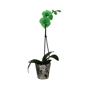 Potcover I Am Green Phal I Am Green 1T9+