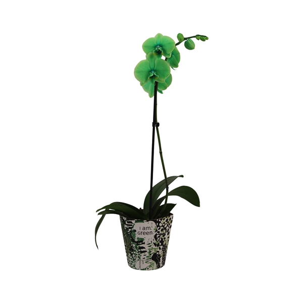 <h4>Potcover I Am Green Phal I Am Green 1T9+</h4>