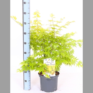 ACER PA ORANGE DREAM