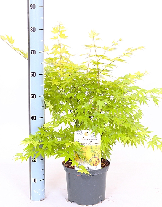 <h4>ACER PA ORANGE DREAM</h4>