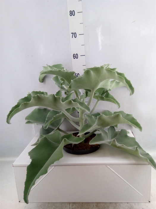 Kalanchoe NF beharensis