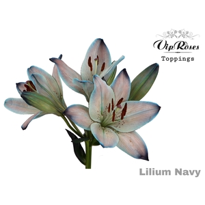 Li La Navy