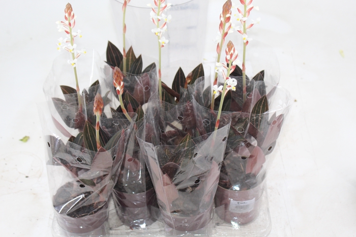 <h4>LUDISIA P09</h4>
