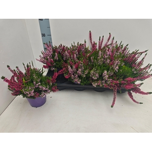 Callu Bl S Tri Me Gp A2