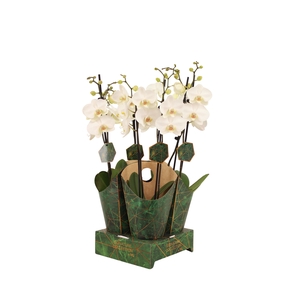 Signature Golden Nature Cover Phal Lumion 2T16+