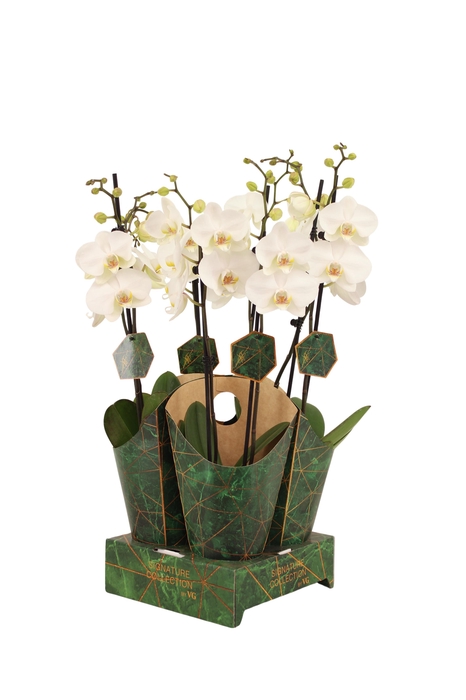 <h4>Signature Golden Nature Cover Phal Lumion 2T16+</h4>