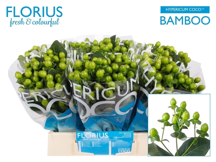 <h4>HYPER COCO BAMBOO HYP COCO BAMBOO</h4>