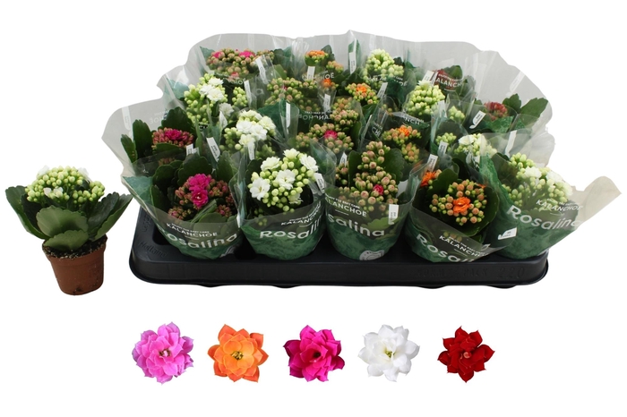 <h4>KAL GE RO GEM 5 KL</h4>