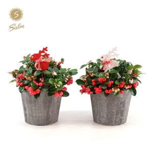 Gaultheria pr. 'Big Berry'® P12 in Wood + Reindeer