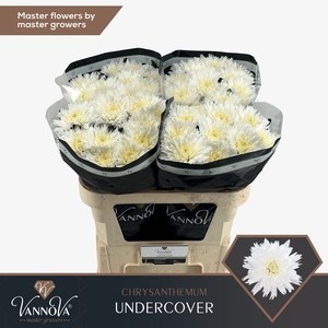 Chrysanten Chr G Undercover