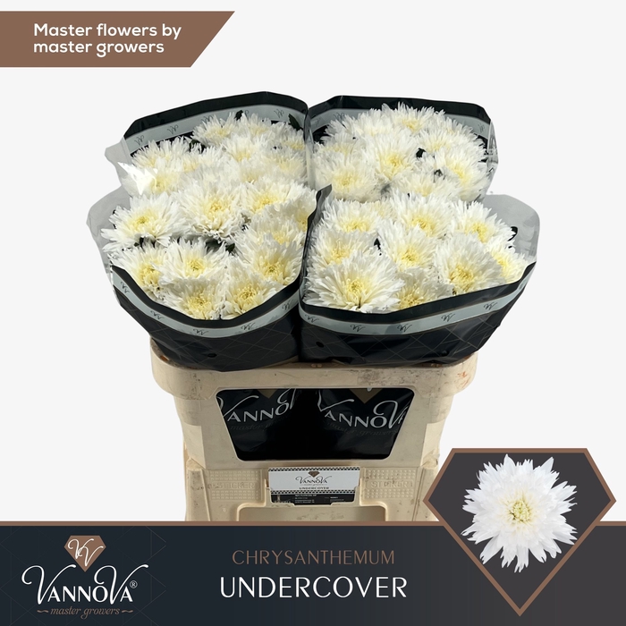 <h4>Chrysanten Chr G Undercover</h4>
