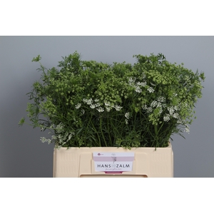 AMMI MAJUS