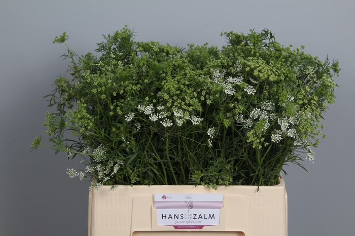 <h4>AMMI MAJUS</h4>