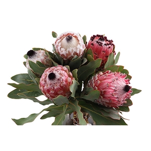 Protea Barbigera