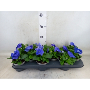 Viola wr. 'Delta True Blue'