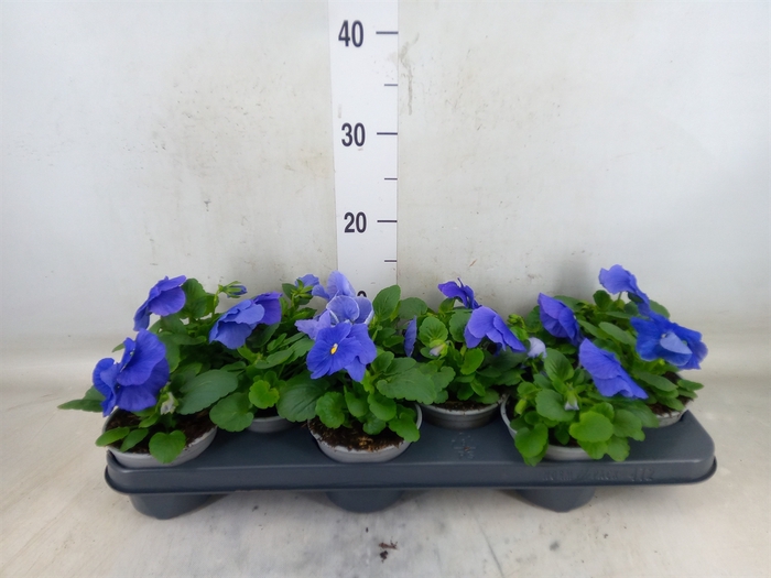<h4>Viola wr. 'Delta True Blue'</h4>