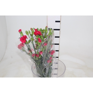 CRAVO SPRAY CELINE 060 CM