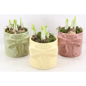 arr4 Narcis RN - Blush bow