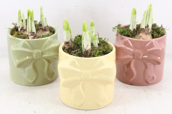 <h4>arr4 Narcis RN - Blush bow</h4>